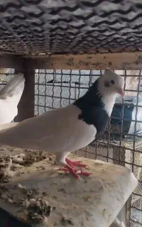 ماده طوق سیاه