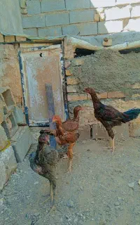 جوجه لاری