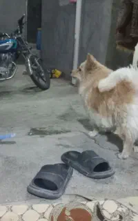 فروش پامر ماده