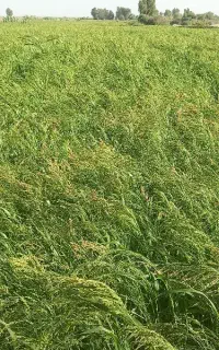 فروش ارزن