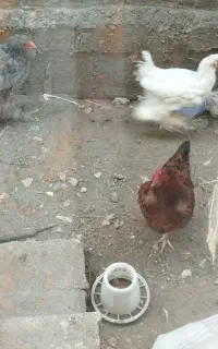 مرغ محلی تخم گذار