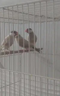 فنچ نرگسی شکلاتی مولد