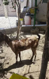 بز  گوشتی