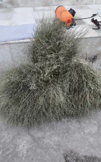 جارو محلی