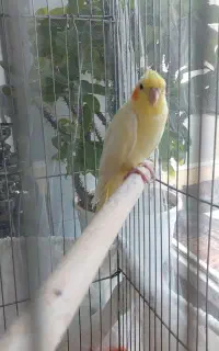 عروس هلندی