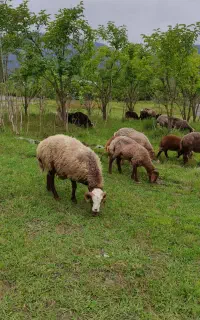 قوچ ۱۶ ماهه دوقلوزا گله ای و کوهستانی،شهسوار