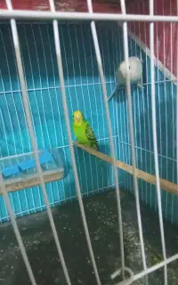 جوجه مرغ عشق 4ماهه