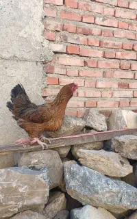 مرغ کرچ