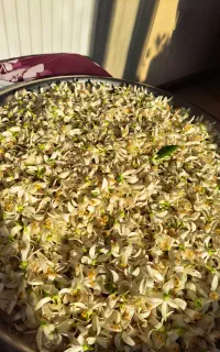 بهار نارنج