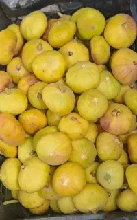 انجیر بردسیر
