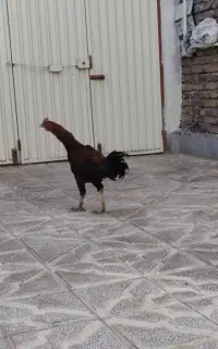 خروس لاری