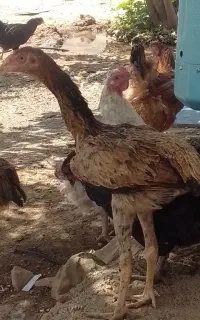 جوجه مرغ لاری