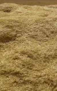 کاه عدسی درجه یک مخصوص