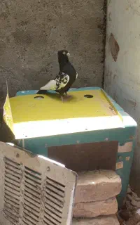 سینه بزن شش دونگ