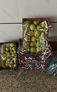 فروش گلابی