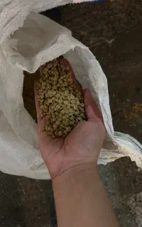 عدس روس درجه یک