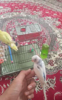 مرغ عشق کم یاب