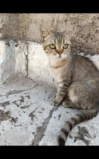 گربه خانگی دست آموز