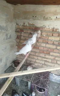 فروشی همشون یجا