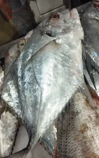 فروش ماهی و میگو تازه ارسال از بندعباس