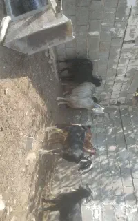 بز جوان داشتی