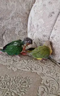 فروش جوجه طوطی گرینچک