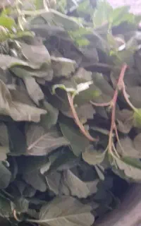 چواش تره