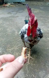 خروس گردن لختی