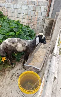 گوسفند
