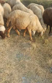 بره قوچ