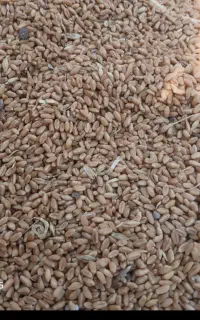 گندم مهرگان سه تن کیلیویی 60