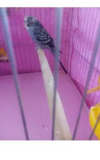 قناری عروس مرغ عشق کوتوله فنچ سهره