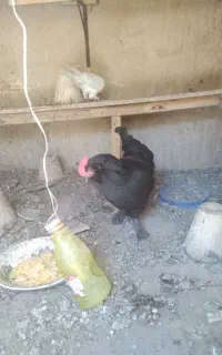 یک مرغ مرند تخم گزارهبه قیمت مناسب