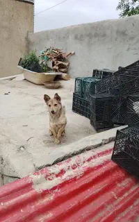 سگ پاکوتاه ماده