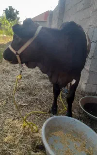 لیشه آس