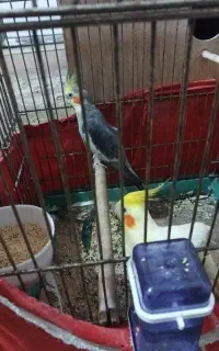عروس هلندی