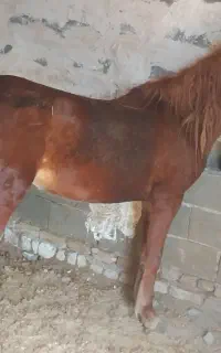 اسب کرد مادیان