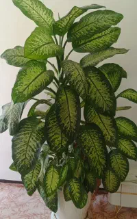 درختچه دیفن باغیا