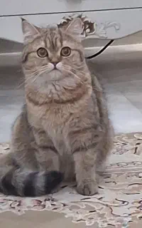 بریتیش چینچیلا ماده بالغ