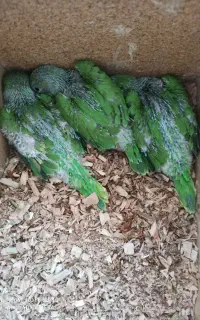 جوجه ملنگوسرلاکی پرورش خانگی