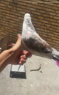 کبوتر تار شده
