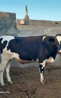 گاو تلیسه آبستن