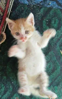 واگذاری گربه زیبا بازیگوش