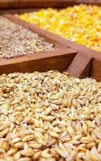 نهاده های دامی جو وذرت عمده وجز