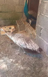 تعداد ۱۰ جفت عروس و یک جفت طاوس