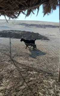 بز داشت درجه یک زات دار اصیل