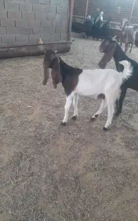 دوتا بزغاله نر