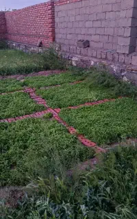 شتیل گوجه