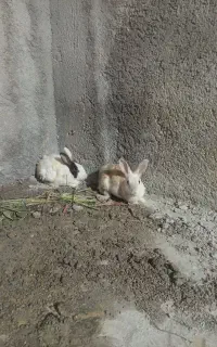 خرگوش