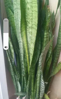 گل سانسوریا